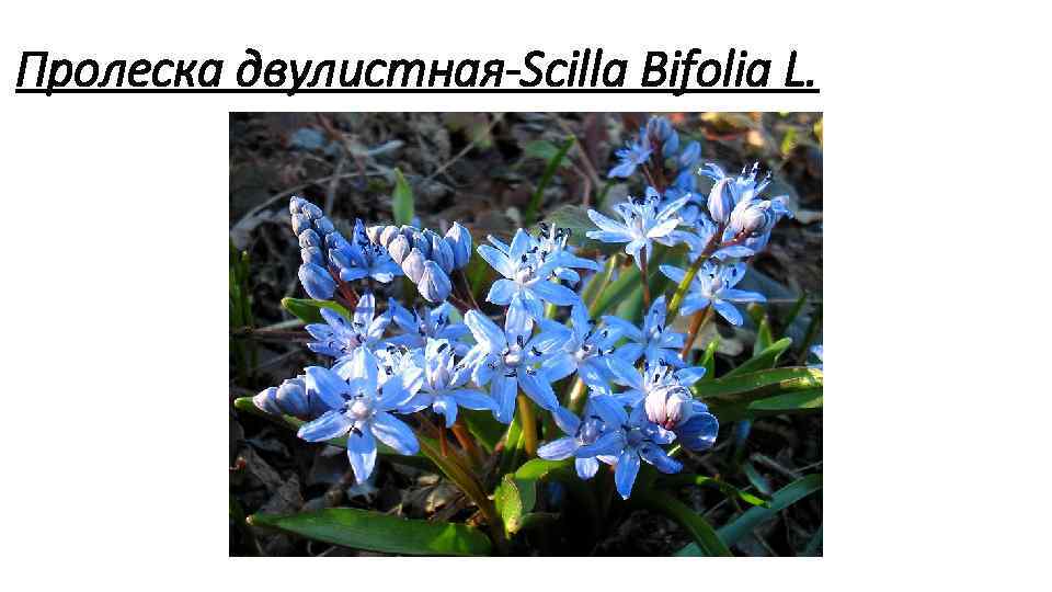 Пролеска двулистная Scilla Bifolia L. 