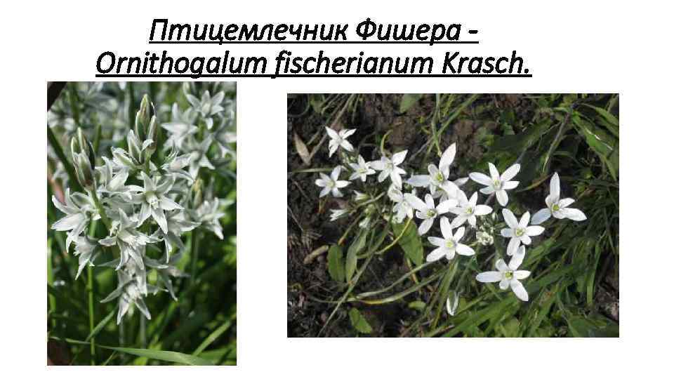 Птицемлечник Фишера Ornithogalum fischerianum Krasch. 