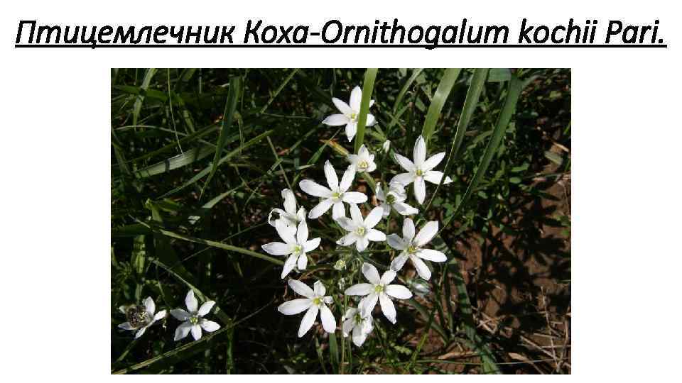 Птицемлечник Коха Ornithogalum kochii Pari. 