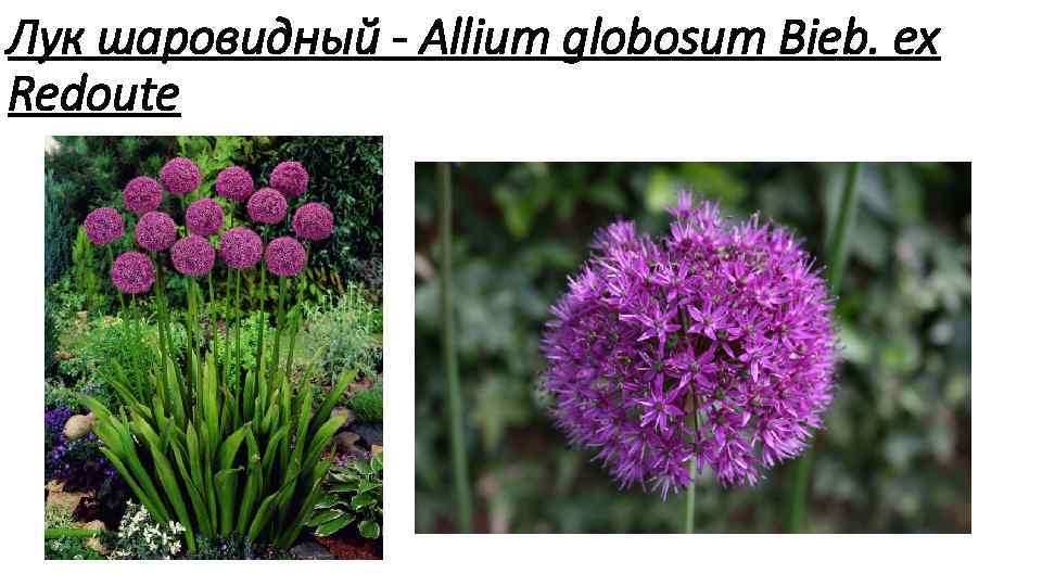 Лук шаровидный Allium globosum Bieb. ex Redoute 