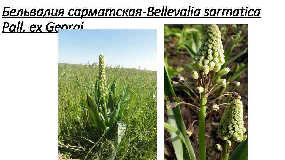 Бельвалия сарматская Bellevalia sarmatica Pall. ex Georgi. 