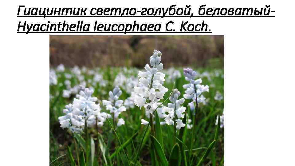 Гиацинтик светло голубой, беловатый Hyacinthella leucophaea С. Koch. 