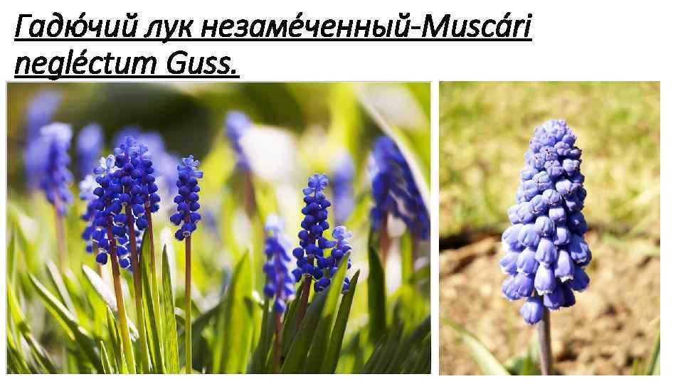 Гадю чий лук незаме ченный Muscári negléctum Guss. 