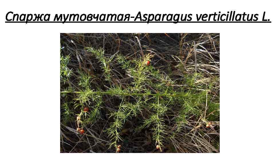 Спаржа мутовчатая Asparagus verticillatus L. 