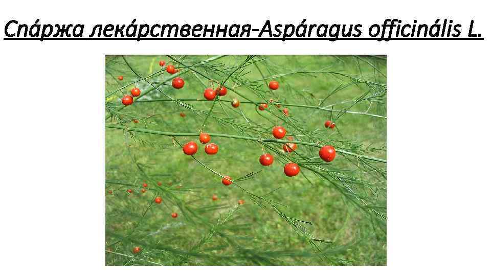 Спа ржа лека рственная Aspáragus officinális L. 