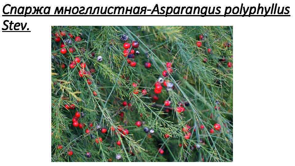 Спаржа многллистная Asparangus polyphyllus Stev. 