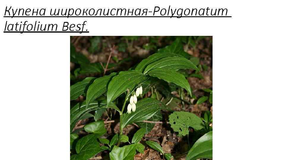 Купена широколистная-Polygonatum latifolium Besf. 