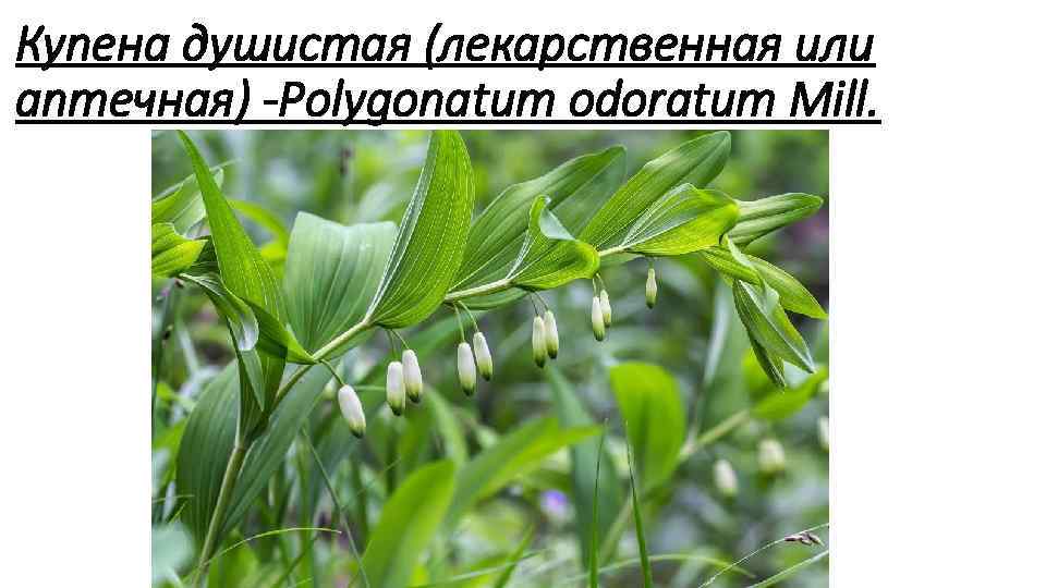 Купена душистая (лекарственная или аптечная) Polygonatum odoratum Mill. 