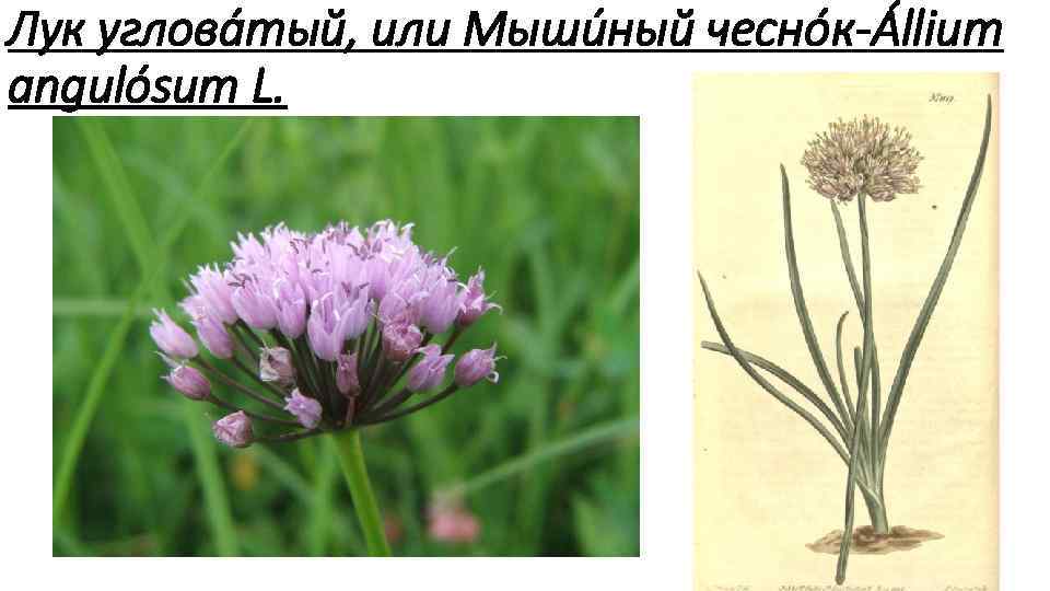 Лук углова тый, или Мыши ный чесно к Állium angulósum L. 