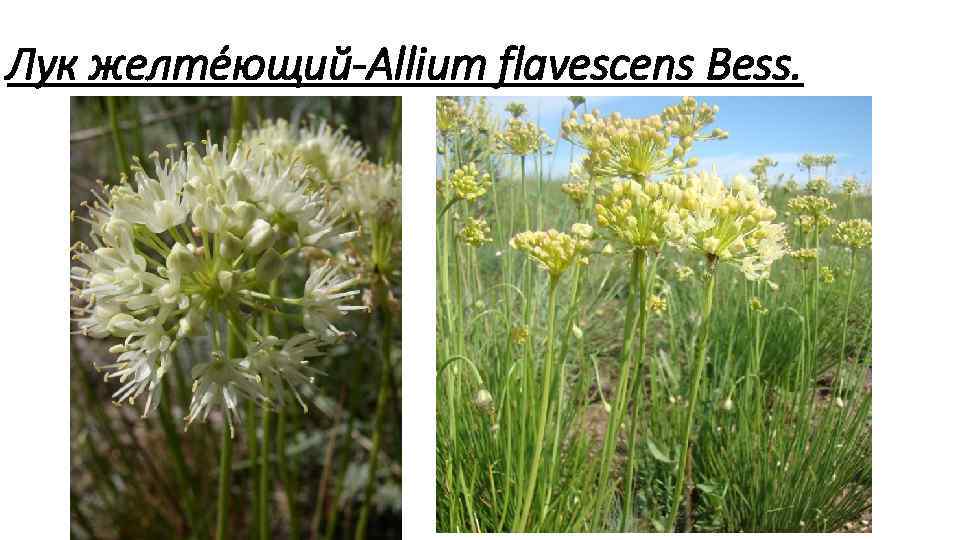 Лук желте ющий Allium flavescens Bess. 