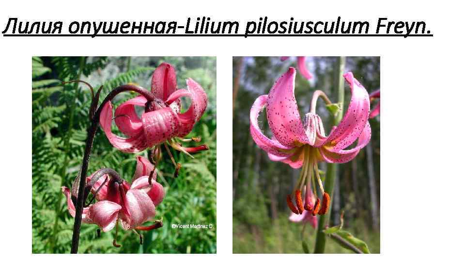 Лилия опушенная Lilium pilosiusculum Freyn. 