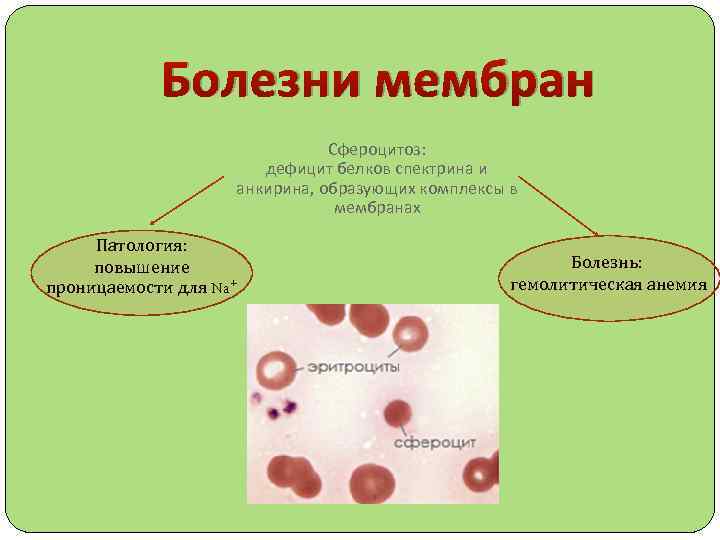 Нарушение мембран клетки. Патология клеточной мембраны. Болезни связанные с нарушением мембран. Патология мембран. Заболевания связанные с нарушением клеток.