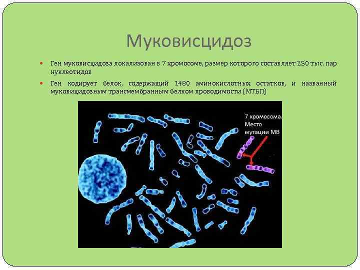 Муковисцидоз это