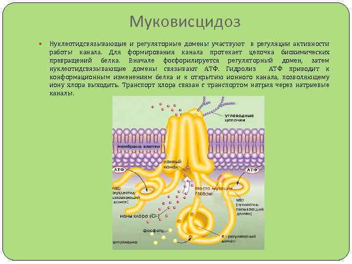 Патогенез муковисцидоза в схеме