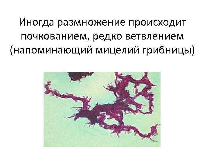 Иногда размножение происходит почкованием, редко ветвлением (напоминающий мицелий грибницы) 