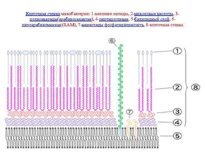 Клеточная стенка микобактерии: 1 -внешние липиды, 2 -миколовые кислоты, 3 полисахариды(арабиногалактан), 4 -пептидогликан, 5