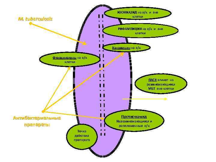 ИЗОНИАЗИД на в/к и вне клетки M. tuberculosis РИФАМПИЦИН на в/к и вне клетки