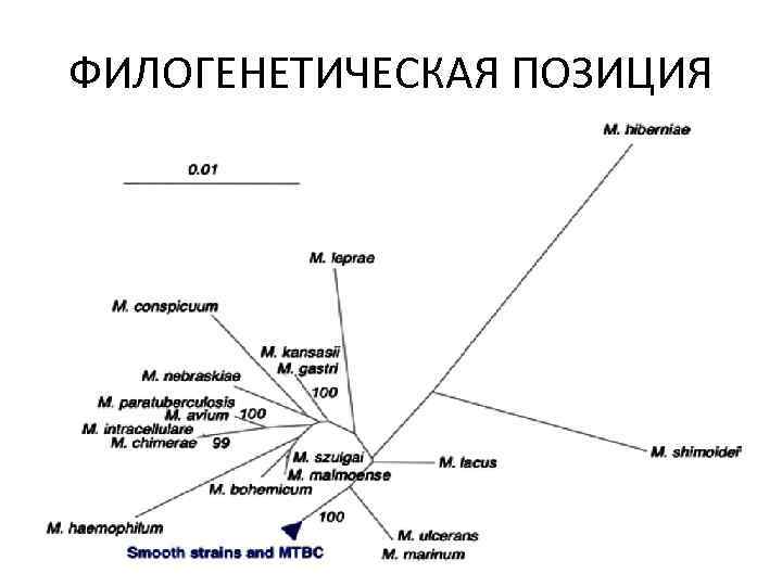 ФИЛОГЕНЕТИЧЕСКАЯ ПОЗИЦИЯ 