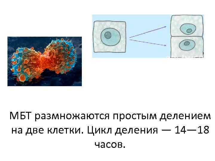 МБТ размножаются простым делением на две клетки. Цикл деления — 14— 18 часов. 