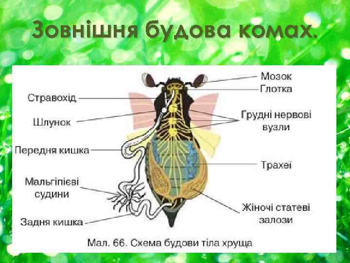 Зовнішня будова комах. 