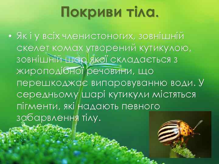 Покриви тіла. • Як і у всіх членистоногих, зовнішній скелет комах утворений кутикулою, зовнішній