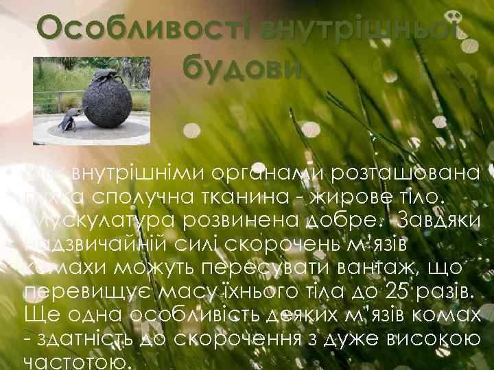 Особливості внутрішньої будови. • Між внутрішніми органами розташована пухка сполучна тканина - жирове тіло.