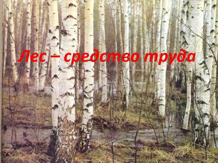 Лес – средство труда 