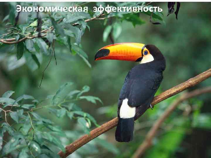 Экономическая эффективность 