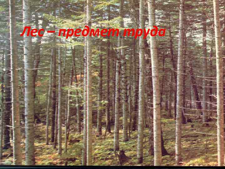 Лес – предмет труда 