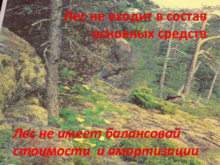 Лес не входит в состав основных средств Лес не имеет балансовой стоимости и амортизации