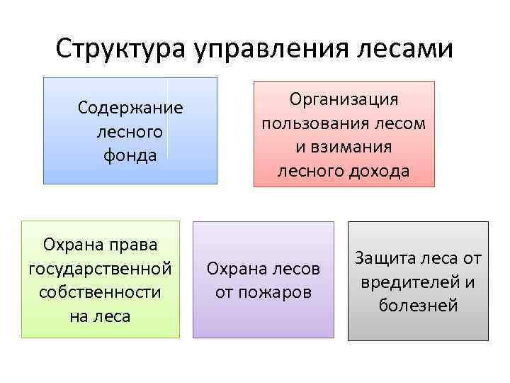 Структура управления лесами Содержание лесного фонда Охрана права государственной собственности на леса Организация пользования