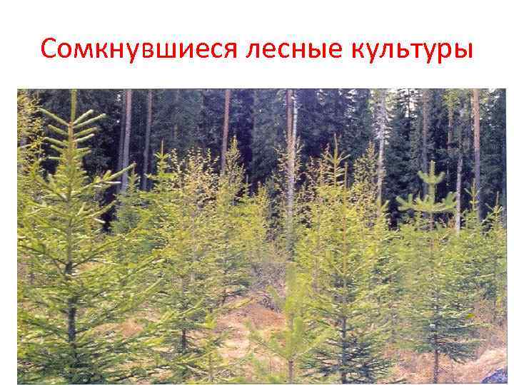 Сомкнувшиеся лесные культуры 