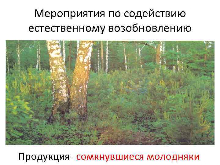 Мероприятия по содействию естественному возобновлению Продукция- сомкнувшиеся молодняки 