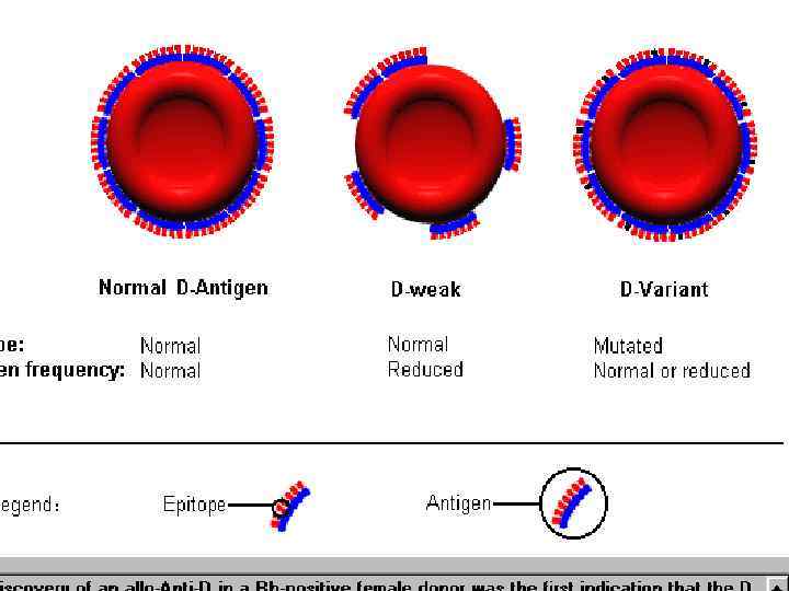 Антиген это. Kell антиген эритроцитов. Д антиген антиген. Келл антиген эритроцитов что это. Слабый антиген d.