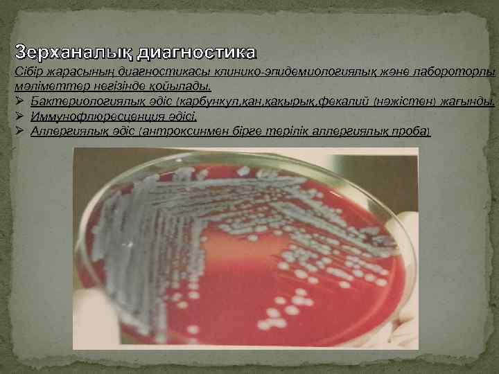 Зерханалық диагностика Сібір жарасының диагностикасы клинико-эпидемиологиялық және лабороторлы мәліметтер негізінде қойылады. Ø Бактериологиялық әдіс