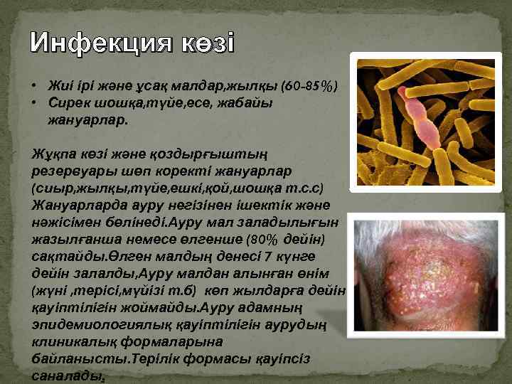 Инфекция көзі • Жиі ірі және ұсақ малдар, жылқы (60 -85%) • Сирек шошқа,