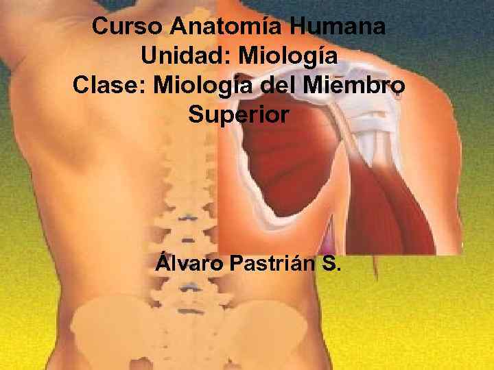 Curso Anatomía Humana Unidad: Miología Clase: Miología del Miembro Superior Álvaro Pastrián S. 