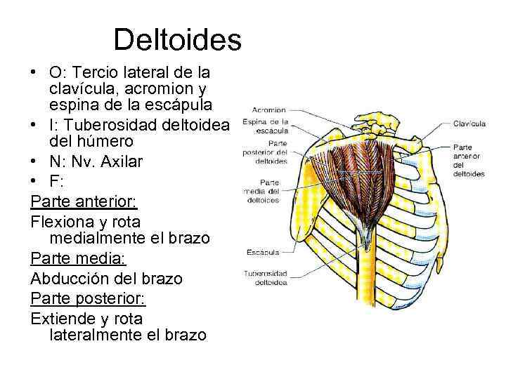 Deltoides • O: Tercio lateral de la clavícula, acromion y espina de la escápula