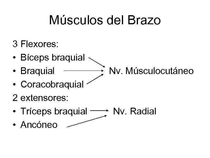 Músculos del Brazo 3 Flexores: • Bíceps braquial • Braquial • Coracobraquial 2 extensores: