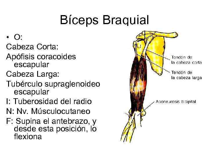 Bíceps Braquial • O: Cabeza Corta: Apófisis coracoides escapular Cabeza Larga: Tubérculo supraglenoideo escapular