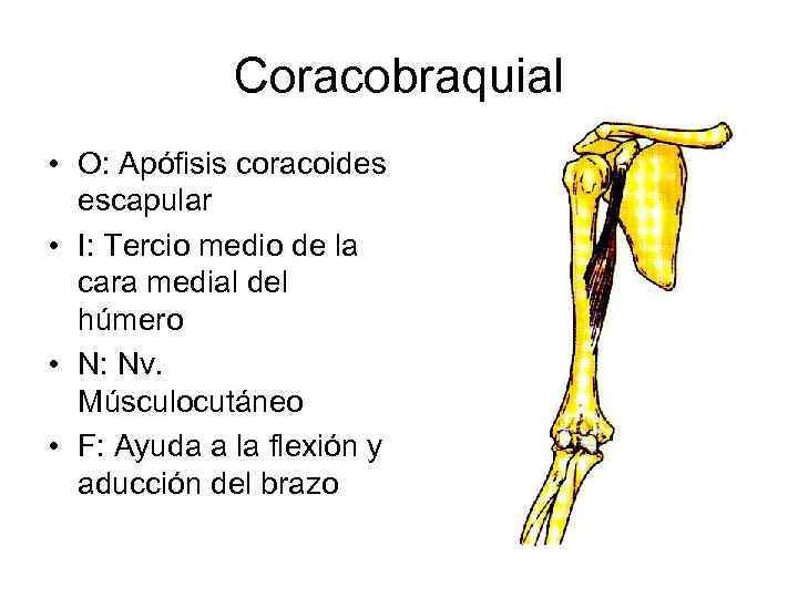 Coracobraquial • O: Apófisis coracoides escapular • I: Tercio medio de la cara medial