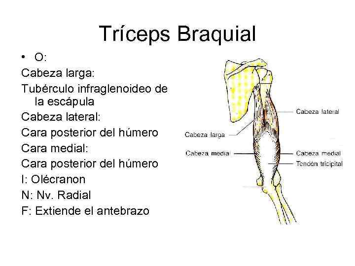 Tríceps Braquial • O: Cabeza larga: Tubérculo infraglenoideo de la escápula Cabeza lateral: Cara