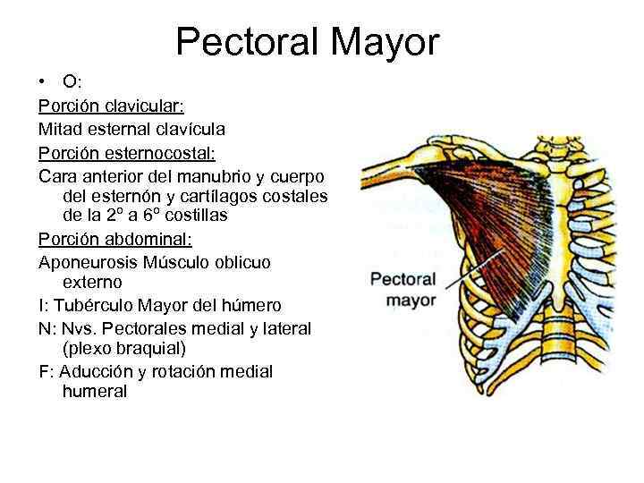 Pectoral Mayor • O: Porción clavicular: Mitad esternal clavícula Porción esternocostal: Cara anterior del