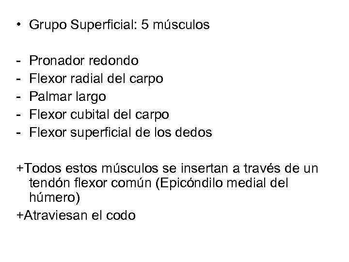  • Grupo Superficial: 5 músculos - Pronador redondo Flexor radial del carpo Palmar