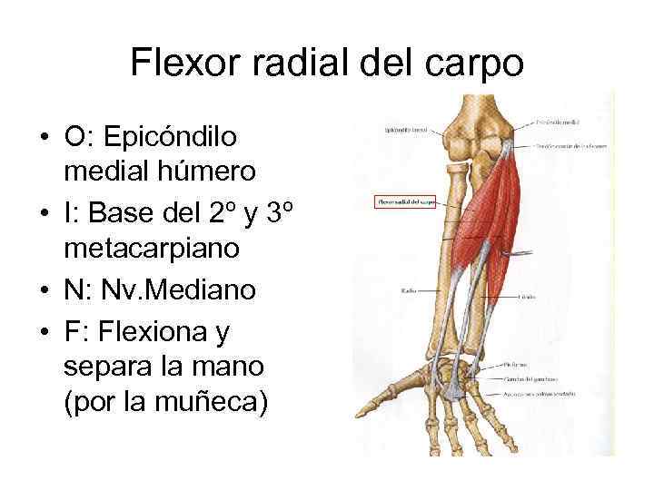 Flexor radial del carpo • O: Epicóndilo medial húmero • I: Base del 2º
