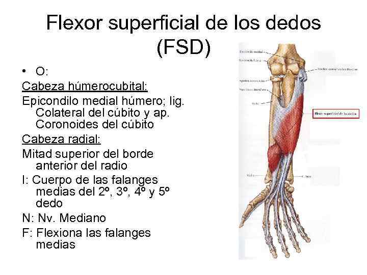 Flexor superficial de los dedos (FSD) • O: Cabeza húmerocubital: Epicondilo medial húmero; lig.