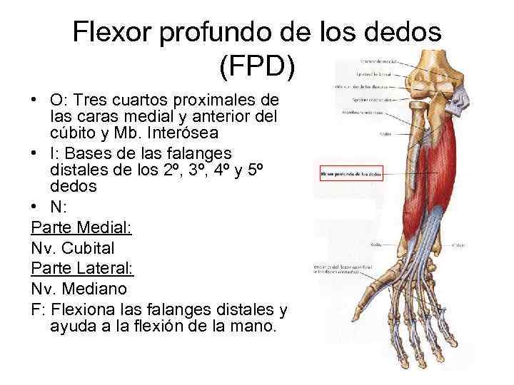 Flexor profundo de los dedos (FPD) • O: Tres cuartos proximales de las caras