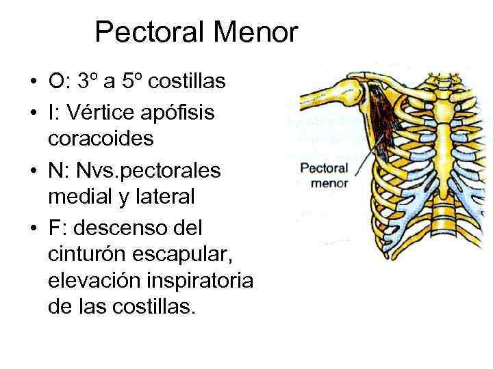 Pectoral Menor • O: 3º a 5º costillas • I: Vértice apófisis coracoides •