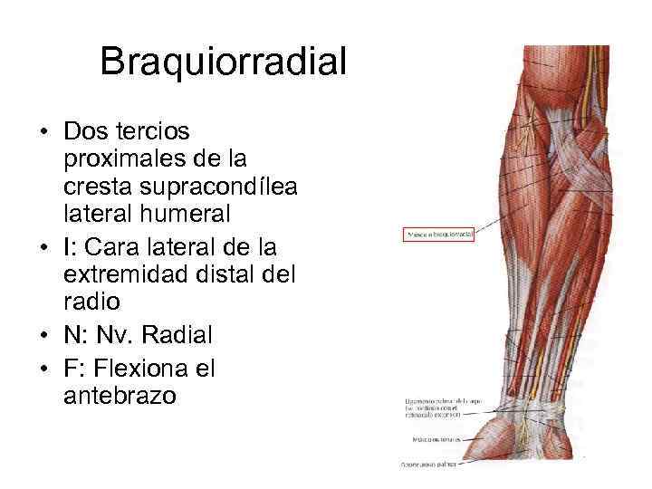 Braquiorradial • Dos tercios proximales de la cresta supracondílea lateral humeral • I: Cara