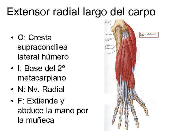 Extensor radial largo del carpo • O: Cresta supracondílea lateral húmero • I: Base